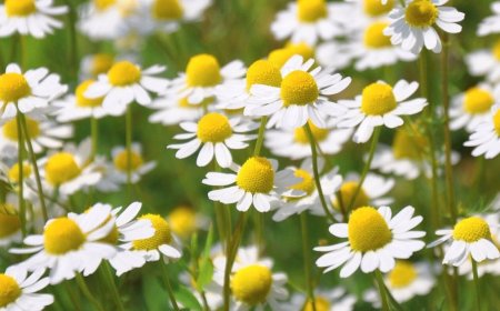 Kamilla: A Gyógynövények Királynője