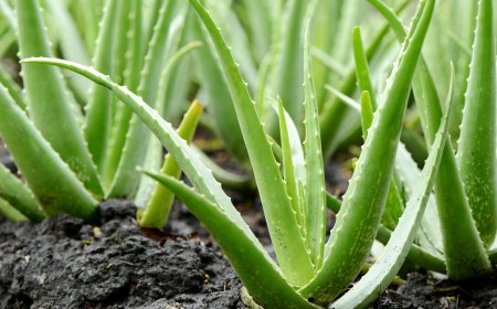 Aloe Vera: Az Egészség és Szépség Titka
