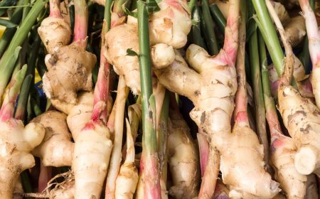 Gyömbér (Zingiber officinale): Az Ősi Gyógynövény