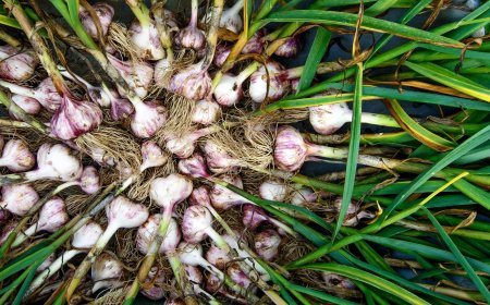 Fokhagyma: A Gyógynövények Királya