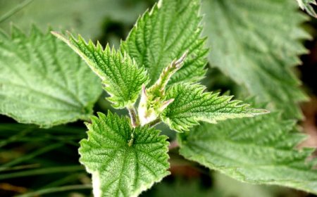 Csalán (Urtica dioica) – A Sokoldalú Gyógynövény