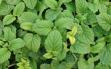 Citromfű (Melissa officinalis): A Nyugalom Gyógynövénye