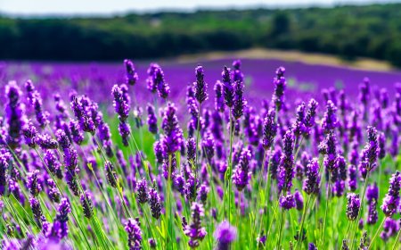 Levendula: Az Illatos Gyógynövény