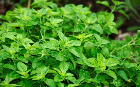 Oregánó: A Természet Csodálatos Gyógynövénye