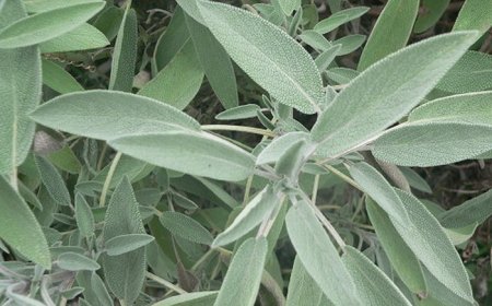 Zsálya (Salvia officinalis): Az ősi gyógynövény