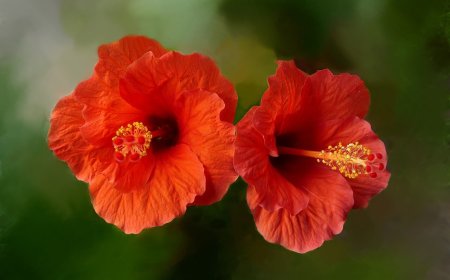 Hibiszkusz: Az Egészséges és Szépítő Gyógynövény