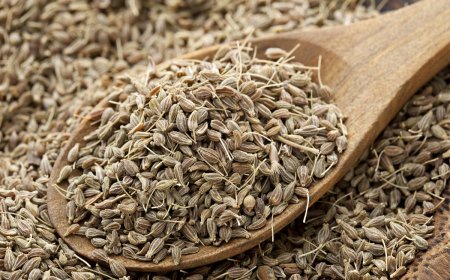 Ánizs (Pimpinella anisum): A Gyógynövény, amelyet érdemes megismerni