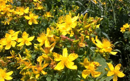 Orbáncfű (Hypericum perforatum)