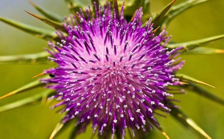 Máriatövis: Az Évezredek Óta Ismert Gyógyító Növény