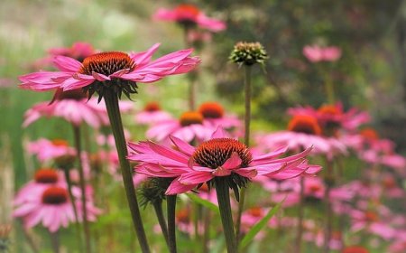 Kasvirág: Az Immunerősítő Gyógynövény