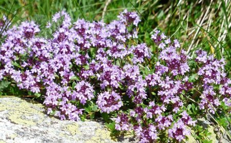 Kakukkfű (Thymus vulgaris): A Természet Csodája