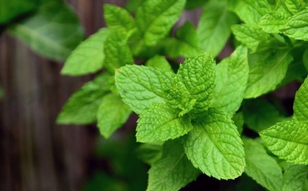 Menta: Az Illatos Gyógynövény