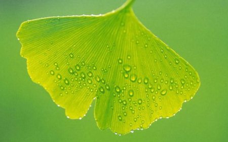 Ginkgo biloba: Az ősi gyógynövény csodája