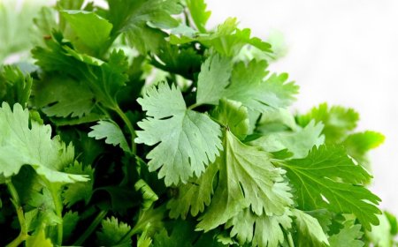 Koriander: Az Aromás Gyógynövény