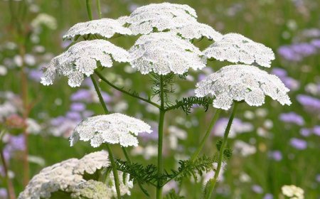 Cickafark: A Sokrétű Gyógynövény