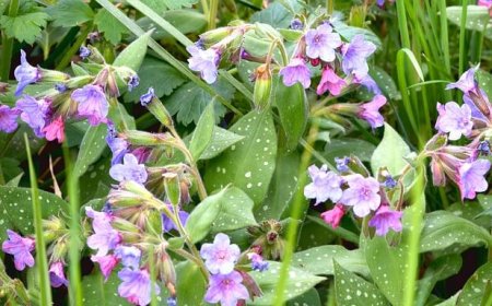Tüdőfű (Pulmonaria officinalis) – A Tüdő egészségének természetes támogatója
