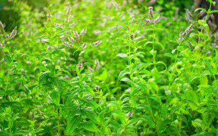 Csombormenta (Mentha pulegium): A Gyógynövények Kincse