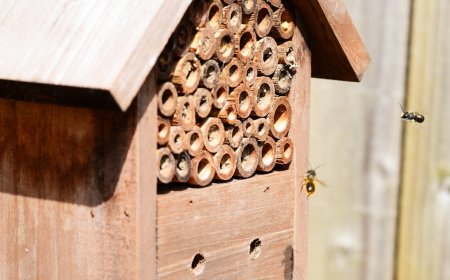 Mi az a rovarhotel és mire jó?