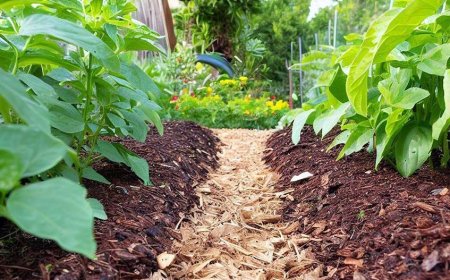A mulcs szerepe a kertben: Útmutató a típusokhoz és alkalmazásukhoz