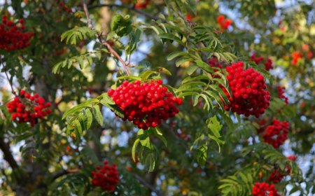 Madárberkenye (Sorbus aucuparia) – A Természet Patikája