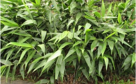 Tigrisfű (Centella asiatica): Az Évezredek Óta Tisztelt Gyógynövény