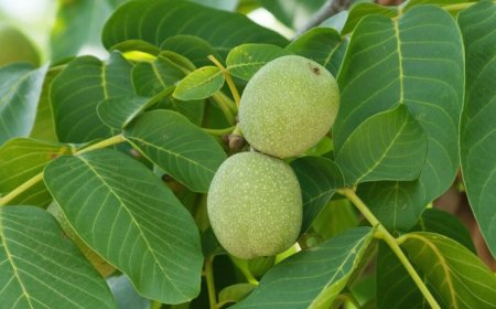 Diófalevél: Az Évszázados Gyógynövény