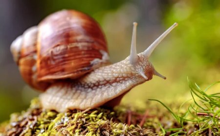 Római csiga a kertben: Ellenség vagy szövetséges? Tények, mítoszok és fenntartható megoldások