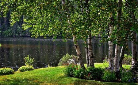 A Nyírfa: A Természet Csodája