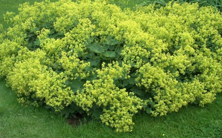 Réti palástfű (Alchemilla vulgaris)