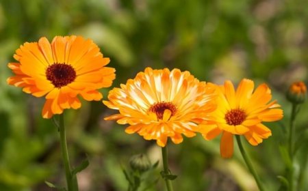 Sült Körömvirág: Egy Különleges és Egészséges Finomság