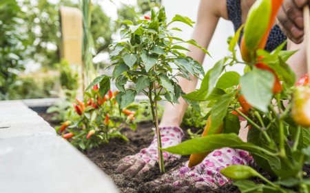 7 hiba, amit az új kertészeknek kerülniük kell