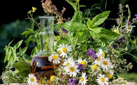 A 50 legismertebb gyógynövény és felhasználásuk