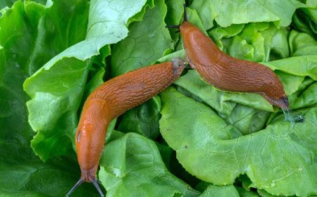 Hogyan védekezzünk a spanyolcsiga és más csigák ellen a kertben?