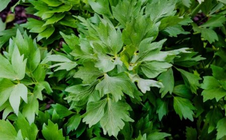 Lestyán: A konyha és a gyógyászat csodaszere