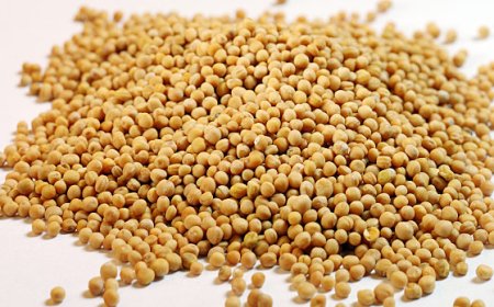 Mustármag kúra: A természetes méregtelenítés csodája