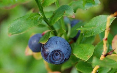 Áfonya: Az egészség bogyója