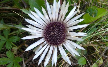 Bábakalács (Carlina acaulis) - Egy ősi gyógynövény