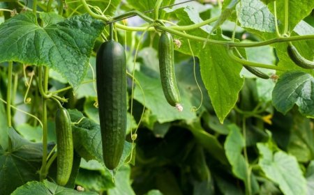 Uborka (Cucumis sativus) - Az értékes gyógy és tápláléknövény