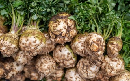 Zeller (Apium graveolens)