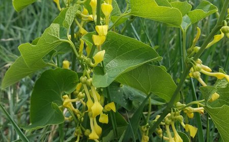 Farkasalma (Aristolochia clematitis)