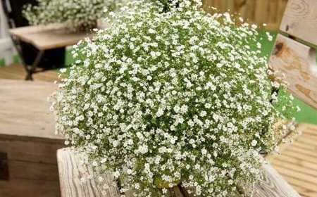 Fátyolvirág (Gypsophila)