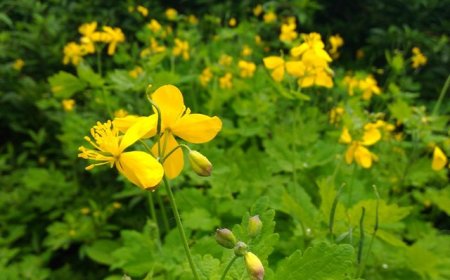 Fecskefű (Chelidonium majus)