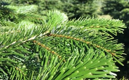 Fenyő: Az Erdők Kincse és Gyógynövénye
