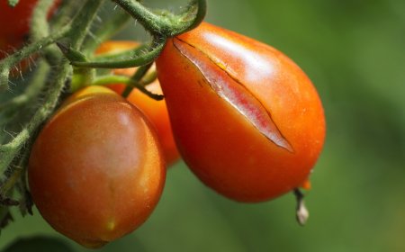 A paradicsomrepedés rejtélye: Okok, megelőzési tippek és fogyaszthatóság