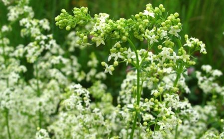 Galaj (Galium)