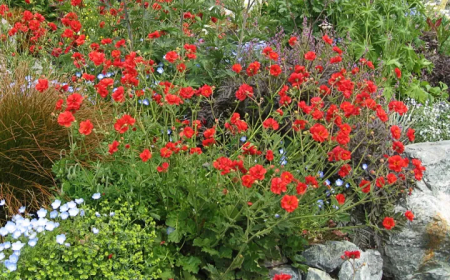 Gyömbérgyökér: Az univerzális gyógyító