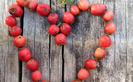Szívet támogató és szíverősítő gyógynövények és felhasználásuk