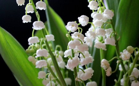 Gyöngyvirág (Convallaria majalis)