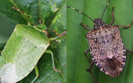 Hogyan tarthatjuk távol a poloskákat?