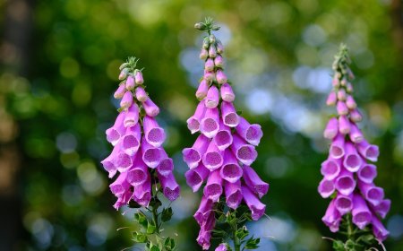 Gyűszűvirág (Digitalis)